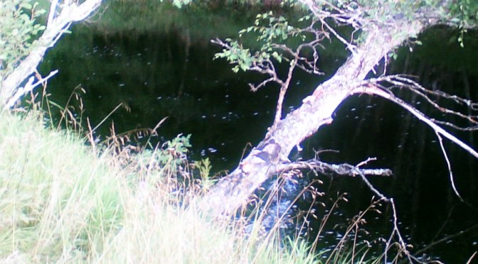 Hva gjør en Stemmegaffel