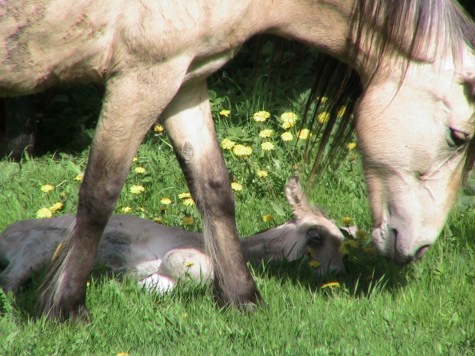 Atomvinter Rosa med føll 2003.