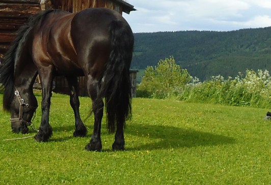 Frøya på Hæverstølen.