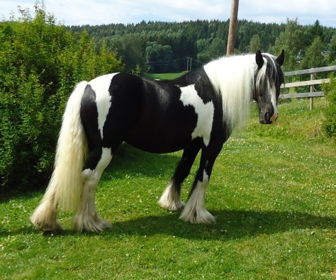 Tinker / Irish cob hoppen "Lady".