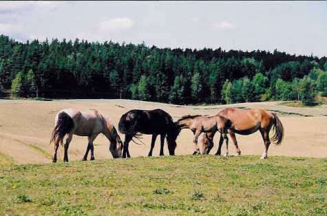 Fra venstre: Atomvinter Rosa, Tundra Frøya og Kongsrud Ida med føll 2002.