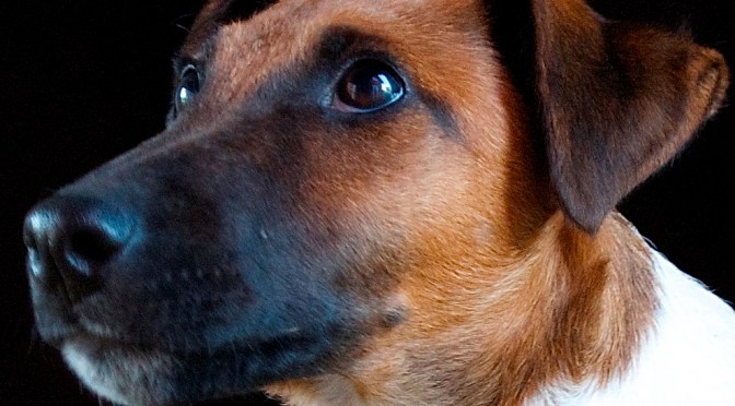 A Love letter to every dog