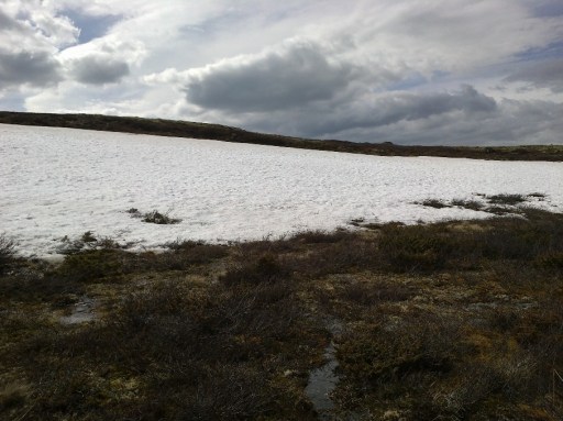 Dovre på vei mot Fokstugu.