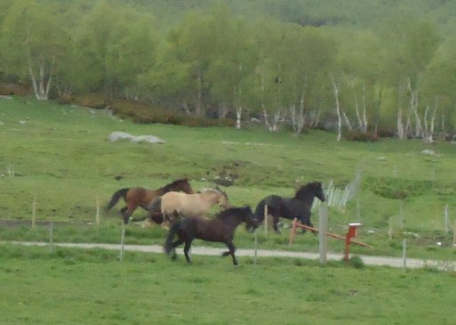 Frøya i lek med andre hester og en hund på Hjerkinn.