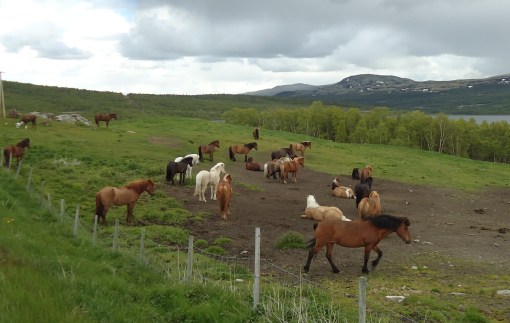 Hestene på Hjerkinn.
