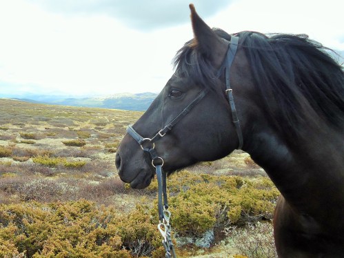 Frøya på Dovre 2012.