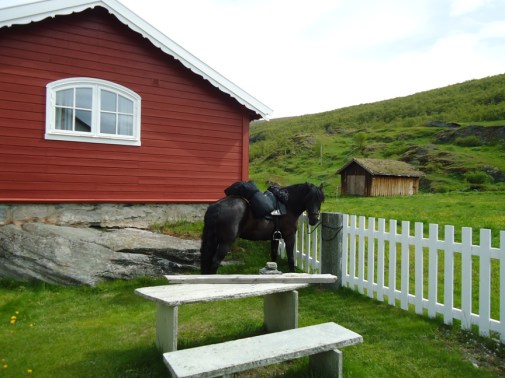 Frøya på Kongsvold fjeldstue.