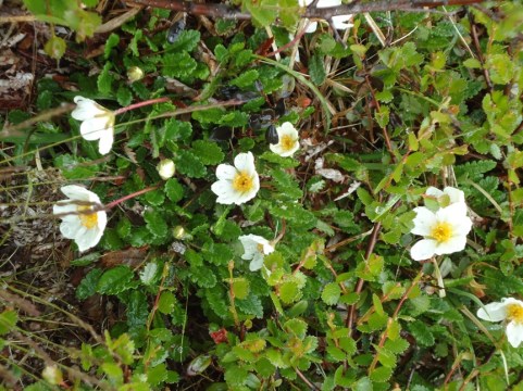 Fjellblomst på Ryphusan.