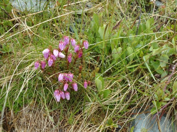 Fjellblomst på Ryphusan. 