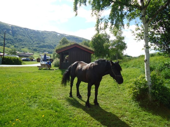 Frøya på Smedgarden camping i Oppdal.