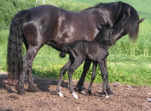 froyaocthavia (21)red