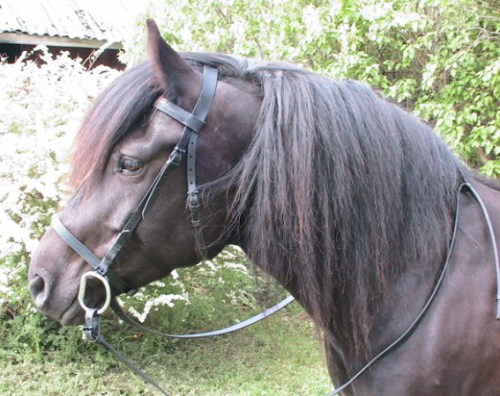 Frøya står tålmodig modell for freehorse.