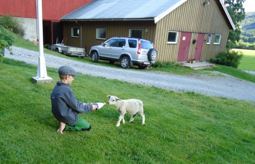 Utpå ettermiddagen kommer lammet for å få tåteflaske.