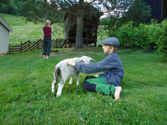 Trym og det lille kopplammet.
