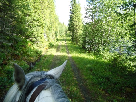 Langs skogsveien fra Storbuan mot Svorkmo.