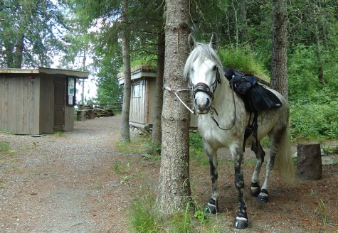 Legger fra meg saltaskene før jeg rir ned til Snefugl gård med Octhavia.