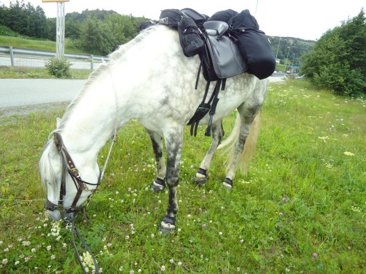 Beiter for første gang i Trondheim kommune! Langs E39.
