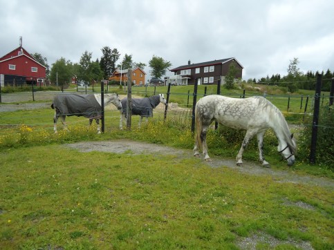 Vådan gård i Tronheim.