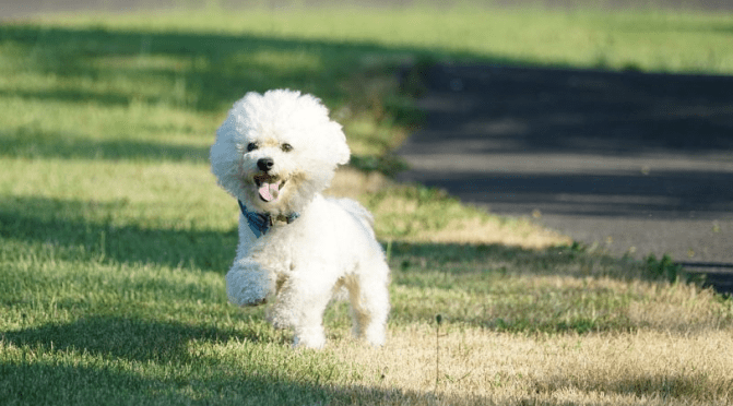 En liten hvit hund på E6