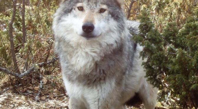 Hvorfor er vi så redd ulven?